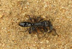 Paltothyreus tarsatus