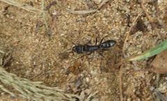 Paltothyreus tarsatus