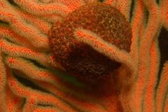 Gynandrocarpa placenta