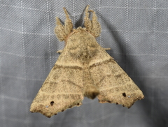 Olceclostera truncata