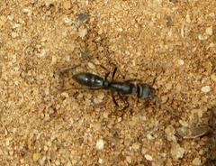 Paltothyreus tarsatus