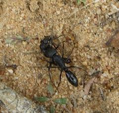 Paltothyreus tarsatus