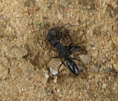 Paltothyreus tarsatus