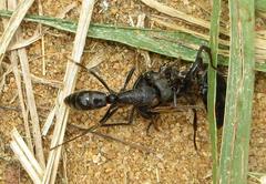 Paltothyreus tarsatus
