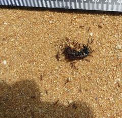 Paltothyreus tarsatus