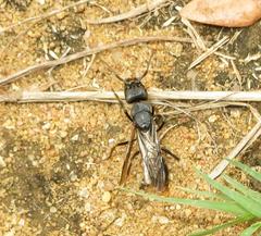 Paltothyreus tarsatus