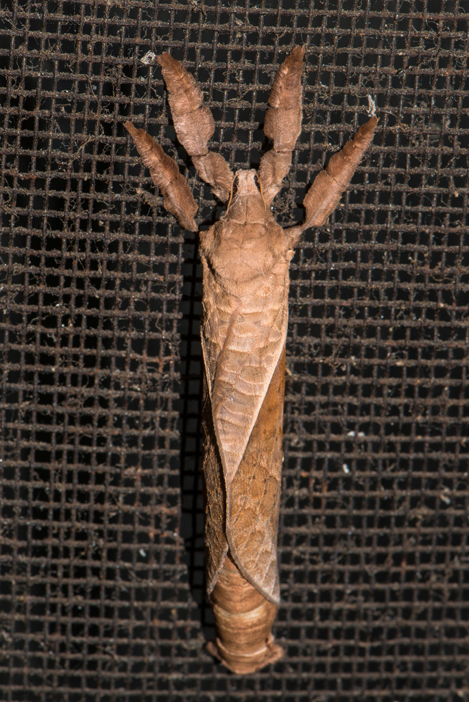 Grape Tree-borer