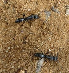 Paltothyreus tarsatus