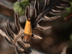 Heteroteucha kershawi