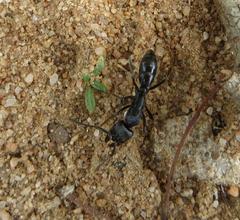Paltothyreus tarsatus