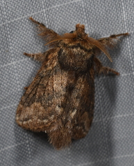 Euglyphis lacrimosa