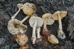 Amanita russuloides