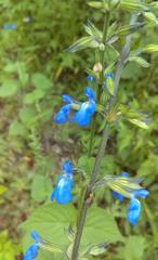 Salvia leptostachys