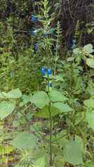 Salvia leptostachys
