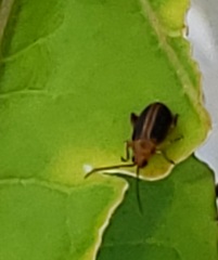 Heikertingeria clarki