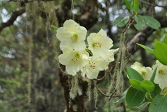 Rhododendron wardii