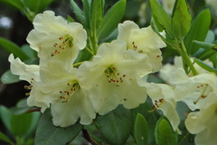 Rhododendron wardii
