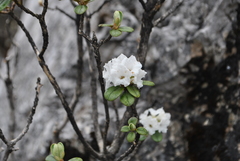 Rhododendron cephalanthum