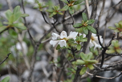 Rhododendron cephalanthum