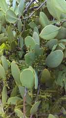 Phoradendron velutinum