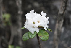 Rhododendron cephalanthum