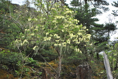 Rhododendron wardii