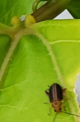 Heikertingeria clarki