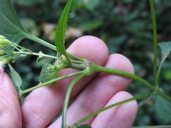 Neolasioptera eupatorii