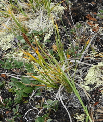 Carex nardina