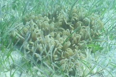 Macrodactyla doreensis