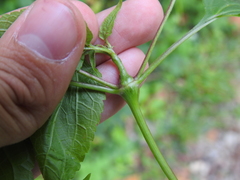 Neolasioptera eupatorii