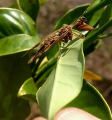 Paramantispa decorata