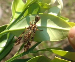 Paramantispa decorata