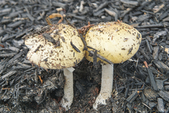 Amanita russuloides