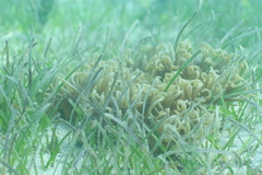 Macrodactyla doreensis