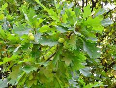 Quercus robur