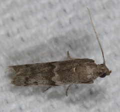 Eurythmia angulella