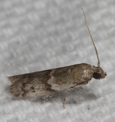 Eurythmia angulella