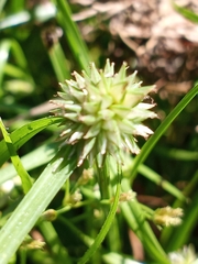Cyperus brevifolioides