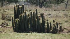 Trichocereus spachianus