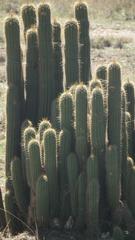 Trichocereus spachianus