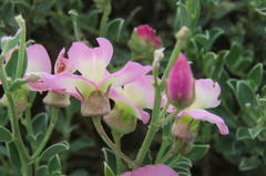 Podalyria myrtillifolia