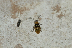 Paranapiacaba connexa