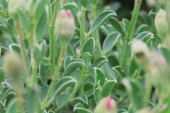 Podalyria myrtillifolia