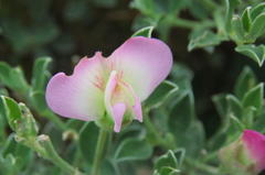 Podalyria myrtillifolia