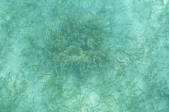 Macrodactyla doreensis