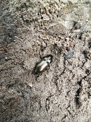 Poecilus versicolor