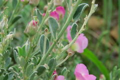 Podalyria myrtillifolia