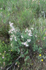 Podalyria myrtillifolia
