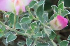 Podalyria myrtillifolia